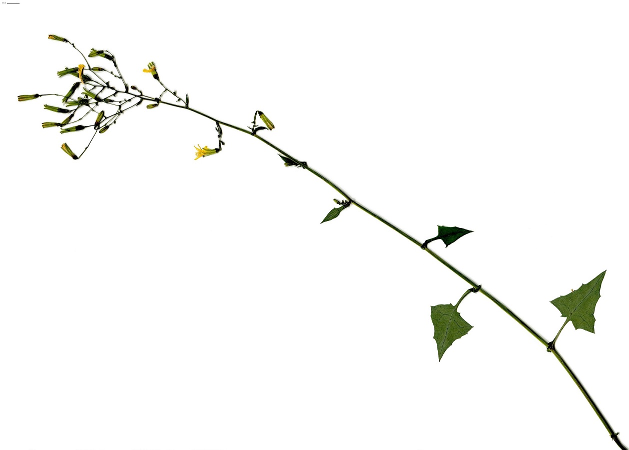 Lactuca muralis (Asteraceae)
